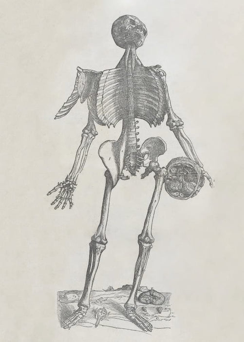 Vintage Anatomy 'De Humani Corporis Fabrica Libri Septem', Plate 14, Italy, 1543, Andreas Vesalius, Reproduction 200gsm A3 Vintage Medical Poster