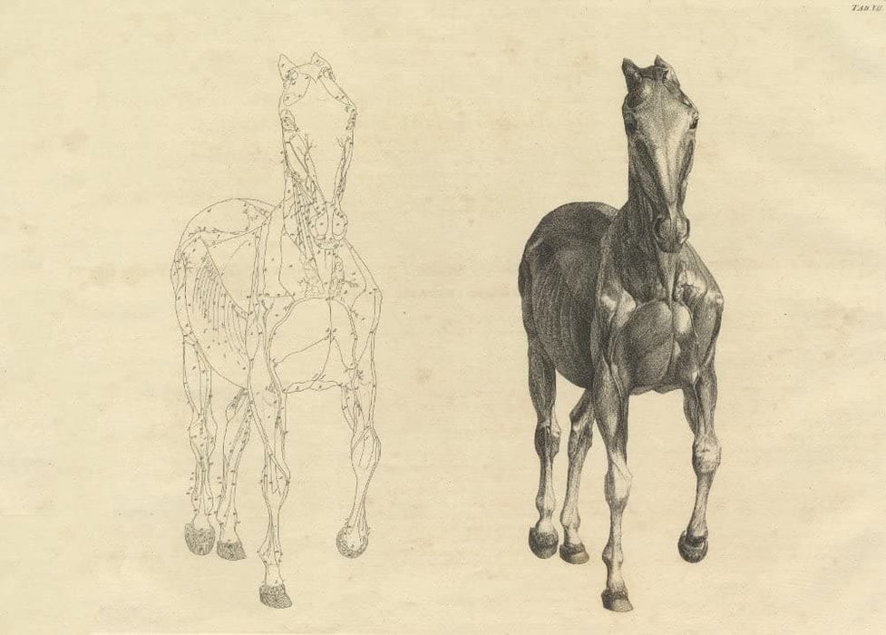 Vintage Anatomy 'Front View of The Horse', from 'The Anatomy of The Horse', England, 1766, George Stubbs, Reproduction 200gsm A3 Classic Vintage Poster