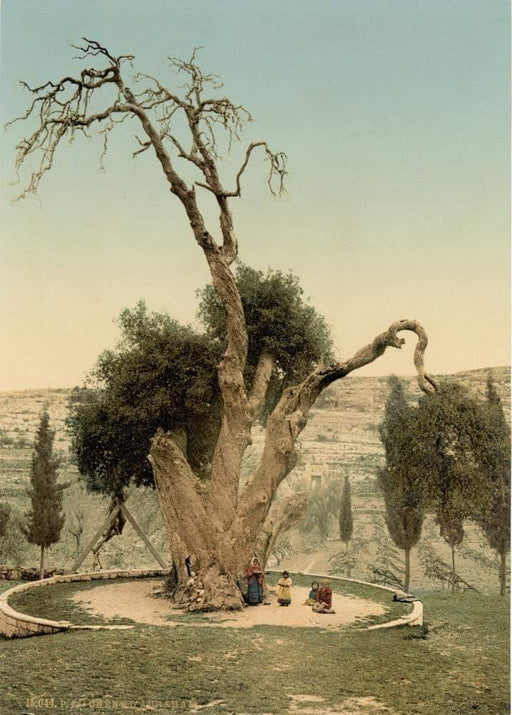Abraham's Tree Mamreh, Hebron, Holy Land Antique Photo, 1890's, Reproduction 200gsm A3, Israel, Palestine, Vintage Travel Poster - World of Art Global Limited