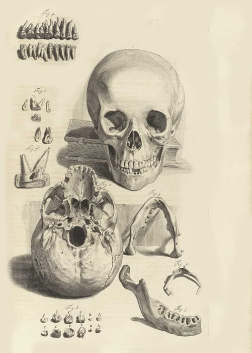 Vintage Anatomy 'Human Teeth', from 'Anatomia Humani Corporis', 1685, Netherlands, Govard Bidloo, Gerard de Lairesse, Reproduction 200gsm A3 Vintage Medical Poster