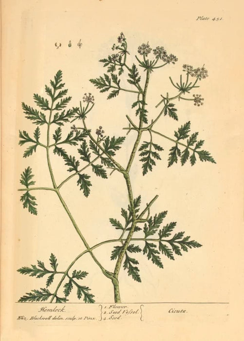 Vintage Plant Anatomy and Morphology 'Hemlock', from 'A Curious Herbal', Elizabeth Blackwell, England, 1737-1739, Reproduction 200gsm A3 Vintage Poster