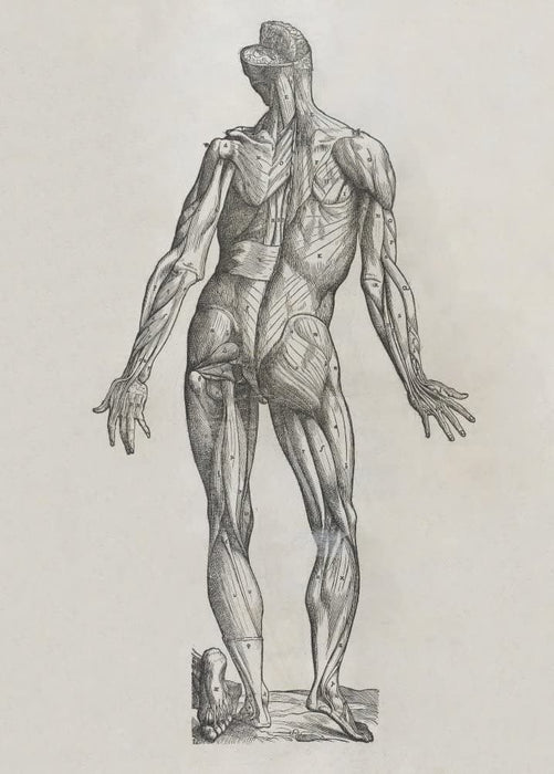 Vintage Anatomy 'De Humani Corporis Fabrica Libri Septem', Plate 1, Italy, 1543, Andreas Vesalius, Reproduction 200gsm A3 Vintage Medical Poster