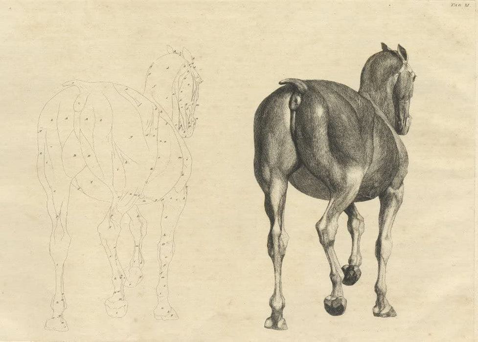 Vintage Anatomy 'The Horse, Rear View', from 'The Anatomy of The Horse', England, 1766, George Stubbs, Reproduction 200gsm A3 Classic Vintage Poster