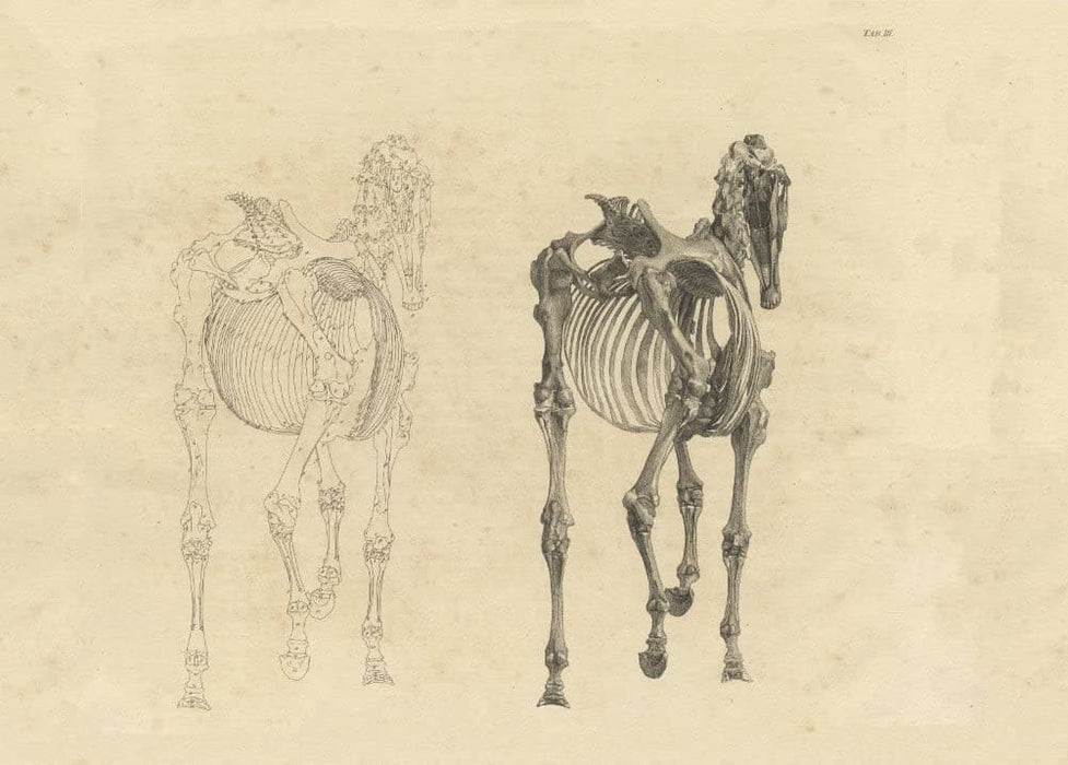 Vintage Anatomy 'Skeleton of The Horse, Rear View', from 'The Anatomy of The Horse', England, 1766, George Stubbs, Reproduction 200gsm A3 Classic Vintage Poster