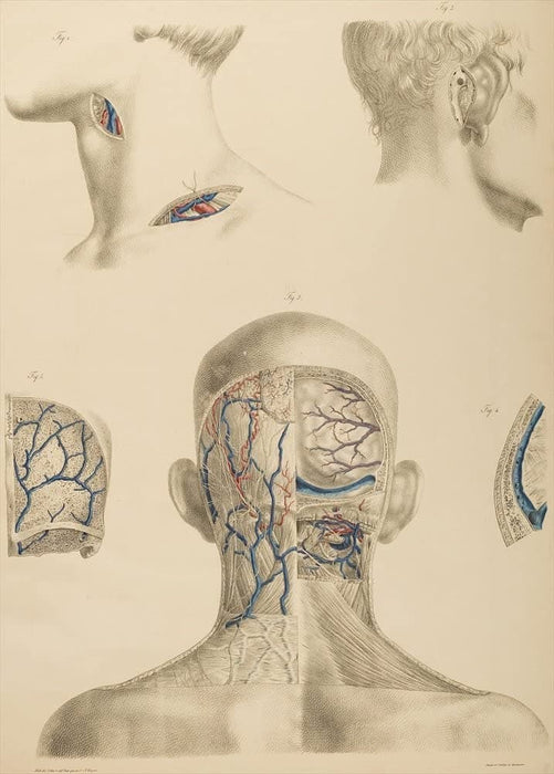 Vintage Anatomy 'The Human Head, Neck and Shoulders, Rear View', from 'Lehrbuch der vergleichenden Anatomie', Germany, 1878, Anton Nuhn, Reproduction 200gsm A3 Vintage Medical Poster