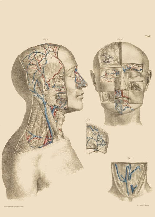 DIGITAL DOWNLOAD SET OF 6 Vintage Anatomy 'Lehrbuch der vergleichenden Anatomie', Germany, 1878, Anton Nuhn, Vintage Medical Poster Downloads