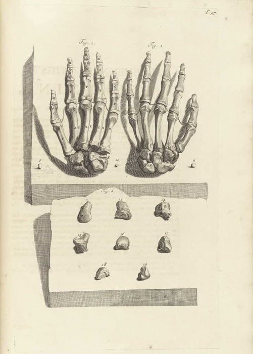 Vintage Anatomy 'Bones of The Human Hand', from 'Anatomia Humani Corporis', 1685, Netherlands, Govard Bidloo, Gerard de Lairesse, Reproduction 200gsm A3 Vintage Medical Poster
