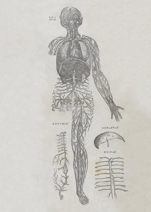 Vintage Anatomy 'De Humani Corporis Fabrica Libri Septem', Plate 7, Italy, 1543, Andreas Vesalius, Reproduction 200gsm A3 Vintage Medical Poster