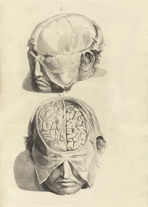 Vintage Anatomy 'Human Brain', from 'Anatomia Humani Corporis', 1685, Netherlands, Govard Bidloo, Gerard de Lairesse, Reproduction 200gsm A3 Vintage Medical Poster