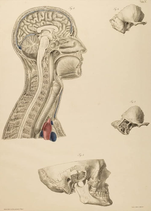 Vintage Anatomy 'The Human Head and Neck, Side View', from 'Lehrbuch der vergleichenden Anatomie', Germany, 1878, Anton Nuhn, Reproduction 200gsm A3 Vintage Medical Poster