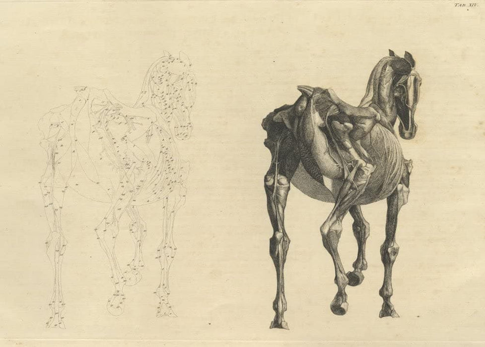 Vintage Anatomy 'Muscles of The Horse, Rear View', from 'The Anatomy of The Horse', England, 1766, George Stubbs, Reproduction 200gsm A3 Classic Vintage Poster