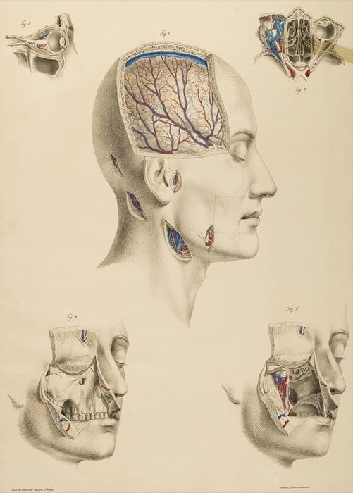 Vintage Anatomy 'The Human Head, Face and Neck', from 'Lehrbuch der vergleichenden Anatomie', Germany, 1878, Anton Nuhn, Reproduction 200gsm A3 Vintage Medical Poster