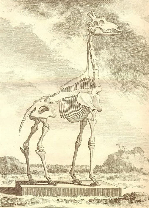 Vintage Anatomy 'Giraffe', Georges-Louis Leclerc Comte de Buffon, 19th Century, France, Reproduction 200gsm A3 Vintage Poster