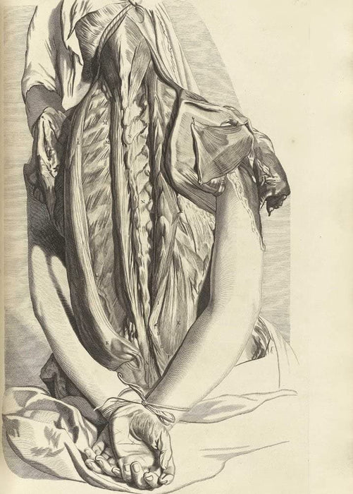 Vintage Anatomy 'Bones and Muscles of The Back', from 'Anatomia Humani Corporis', 1685, Netherlands, Govard Bidloo, Gerard de Lairesse, Reproduction 200gsm A3 Vintage Medical Poster