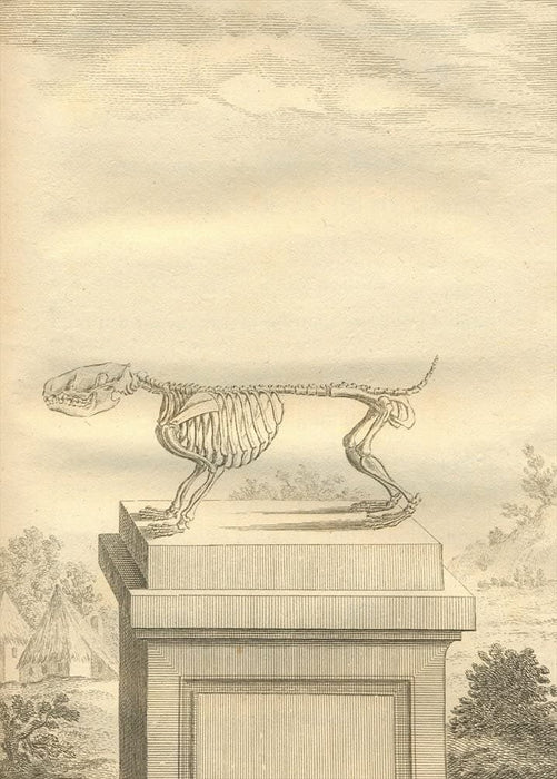 Vintage Anatomy 'Hedgehog', Georges-Louis Leclerc Comte de Buffon, 19th Century, France, Reproduction 200gsm A3 Vintage Poster