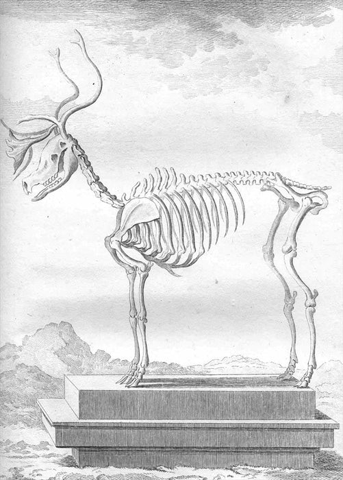 Vintage Anatomy 'Deer', Georges-Louis Leclerc Comte de Buffon, 19th Century, France, Reproduction 200gsm A3 Vintage Poster