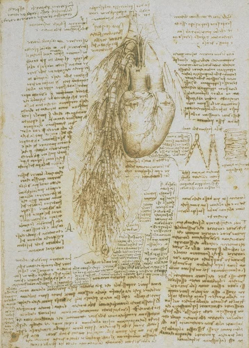 Vintage Anatomy 'Study of The Heart and Bronchial Vessels', by Leonardo da Vinci, Italy, 14-15th Century, Reproduction 200gsm A3 Vintage Medical Poster