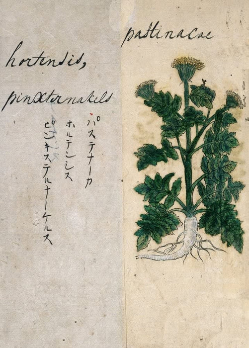Vintage Plant Anatomy and Morphology 'Parsnip. Pastinaca Sativa', from 'A Japanese Herbal', Japan, 17th Century, Reproduction 200gsm A3 Vintage Poster