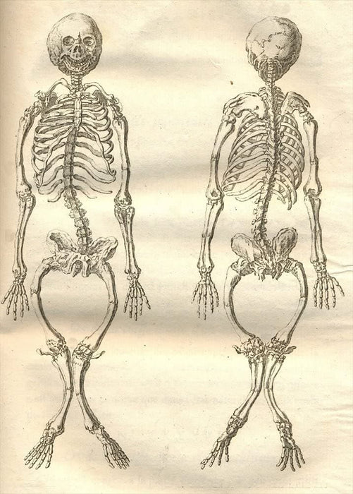 Vintage Anatomy 'Humans', Georges-Louis Leclerc Comte de Buffon, 19th Century, France, Reproduction 200gsm A3 Vintage Poster