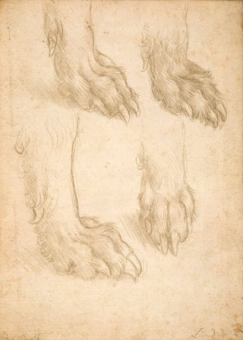 Leonardo da Vinci 'Studies of Dog Paws', Italy, 1485, Reproduction 200gsm A3 Vintage Classic Art Poster