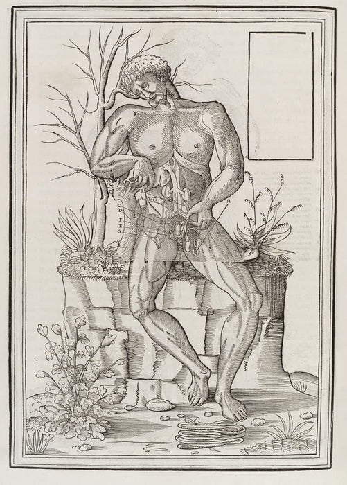 Vintage Anatomy 'De Dissectione Partium Corporis Humani Libi Tres', Plate 4, France, 1545, Charles Estienne, Reproduction 200gsm A3 Vintage Medical Poster