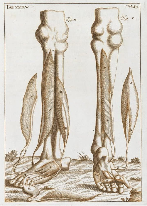 Vintage Anatomy 'Muscles and Tendons of The Lower Leg and Foot', from 'Complete Treatise of The Muscles', 1681, England, John Browne, Reproduction 200gsm A3 Vintage Medical Poster