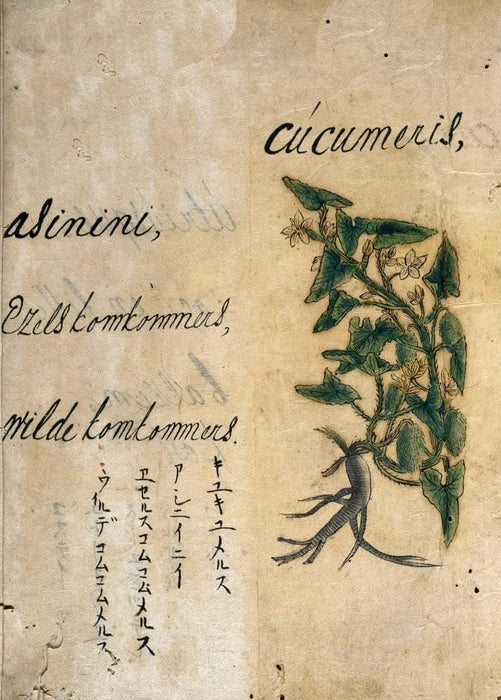 Vintage Plant Anatomy and Morphology 'Cucumber', from 'A Japanese Herbal', Japan, 17th Century, Reproduction 200gsm A3 Vintage Poster