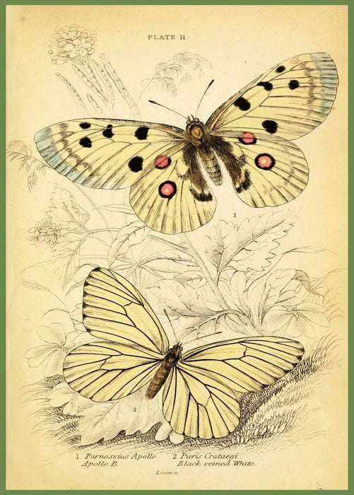 Vintage Lepidopterology 'British Butterflies, Plate Eleven', Reproduction 200gsm A3 Vintage Butterfly Poster