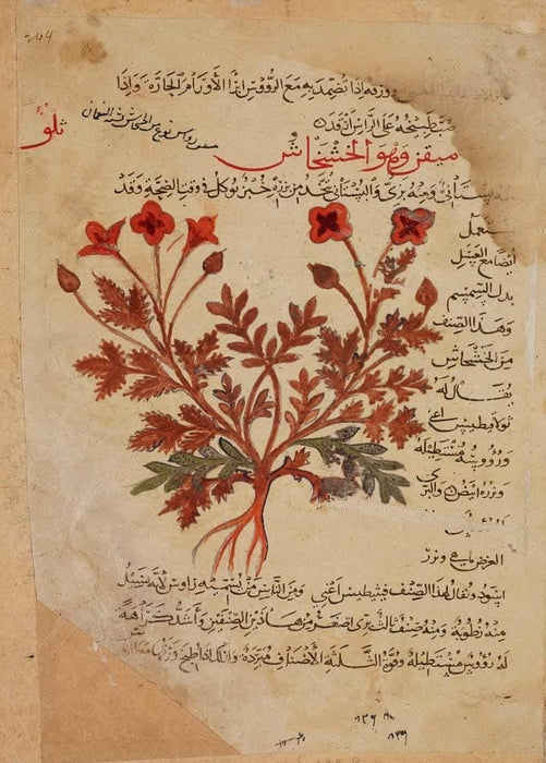 Vintage Anatomy 'Arabic Translation of 'The Dioscorides De Materia Medica', The Poppy', Iraq, 13th Century, Reproduction Vintage 200gsm A3 Classic Anatomy Poster
