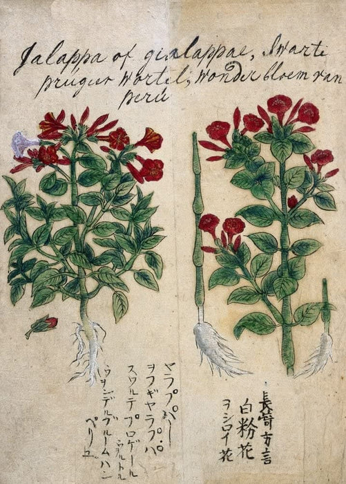 Vintage Plant Anatomy and Morphology 'Mirablis Jalapa. Marvel of Peru', from 'A Japanese Herbal', Japan, 17th Century, Reproduction 200gsm A3 Vintage Poster