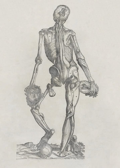 Vintage Anatomy 'De Humani Corporis Fabrica Libri Septem', Plate 15, Italy, 1543, Andreas Vesalius, Reproduction 200gsm A3 Vintage Medical Poster
