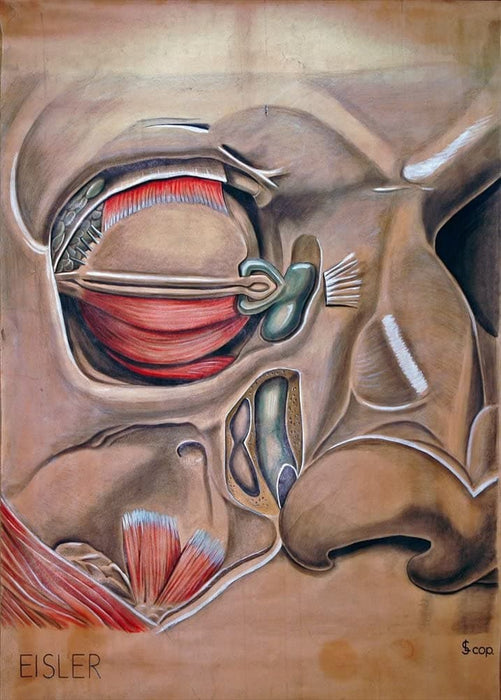 Vintage Anatomy 'The Human Eye', 1900, Germany, Elisa Schorn', Reproduction 200gsm A3 Vintage Poster