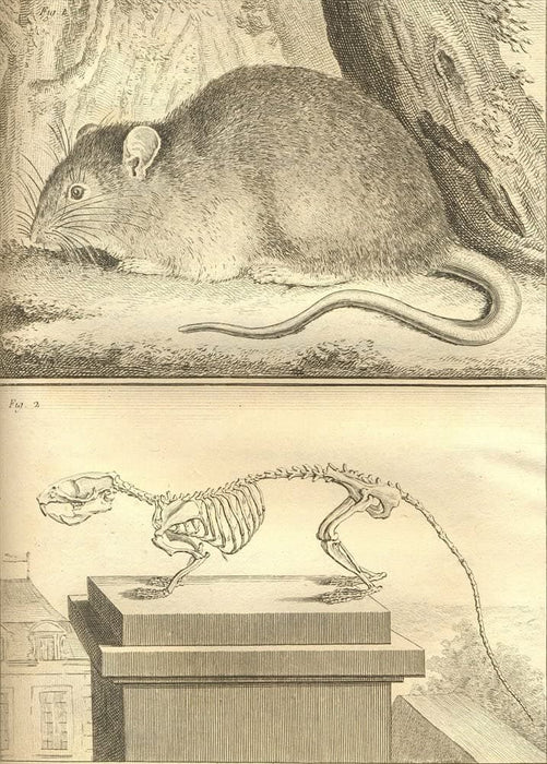 Vintage Anatomy 'Rats', Georges-Louis Leclerc Comte de Buffon, 19th Century, France, Reproduction 200gsm A3 Vintage Poster