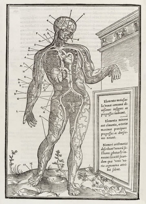Vintage Anatomy 'De Dissectione Partium Corporis Humani Libi Tres', Plate 7, France, 1545, Charles Estienne, Reproduction 200gsm A3 Vintage Medical Poster