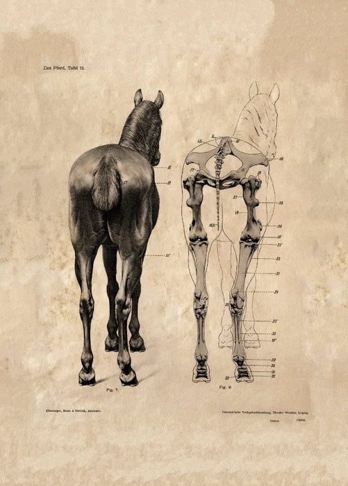 Vintage Anatomy 'A Diagram of The Horse, Rear View', 18-19th Century, Reproduction 200gsm A3 Vintage Poster