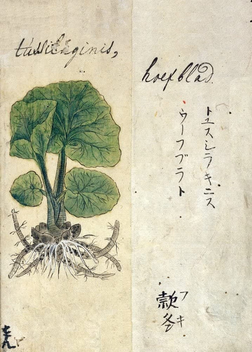 Vintage Plant Anatomy and Morphology 'Rape Seed. Spica Nardi Celtica', from 'A Japanese Herbal', Japan, 17th Century, Reproduction 200gsm A3 Vintage Poster