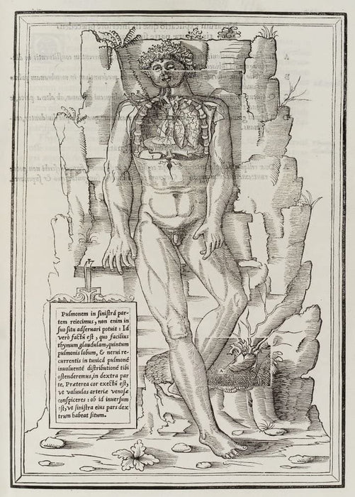 Vintage Anatomy 'De Dissectione Partium Corporis Humani Libi Tres', Plate 3, France, 1545, Charles Estienne, Reproduction 200gsm A3 Vintage Medical Poster