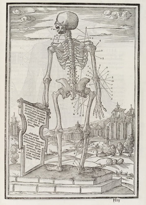 Vintage Anatomy 'De Dissectione Partium Corporis Humani Libi Tres', Plate 9, France, 1545, Charles Estienne, Reproduction 200gsm A3 Vintage Medical Poster