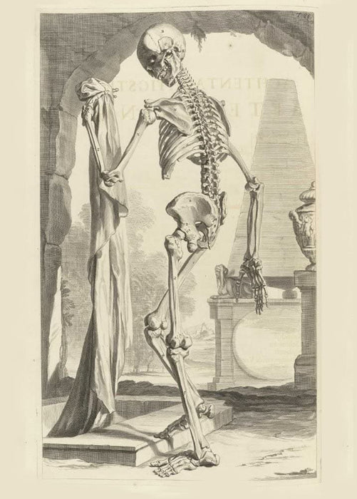 Vintage Anatomy 'Human Skeleton, Side View', from 'Anatomia Humani Corporis', 1685, Netherlands, Govard Bidloo, Gerard de Lairesse, Reproduction 200gsm A3 Vintage Medical Poster