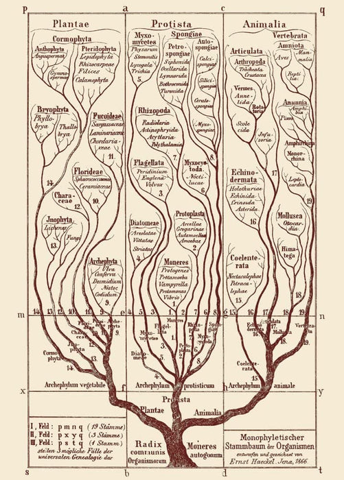Vintage Anatomy 'The Tree of Life. General Morphology of Organisms', Germany, 1866, Ernst Haekel, Reproduction 200gsm A3 Vintage Medical Poster