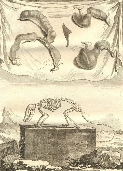 Vintage Anatomy 'Opposum, Third Species', Georges-Louis Leclerc Comte de Buffon, 19th Century, France, Reproduction 200gsm A3 Vintage Poster