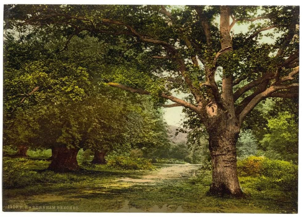 Vintage Travel England 'Burnham Beeches', 1890's, Reproduction 200gsm A3 Vintage Photography Poster