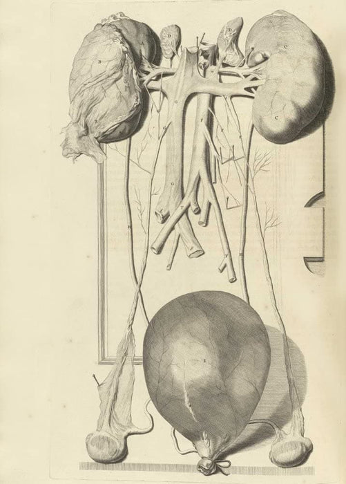 Vintage Anatomy 'Various Organs', from 'Anatomia Humani Corporis', 1685, Netherlands, Govard Bidloo, Gerard de Lairesse, Reproduction 200gsm A3 Vintage Medical Poster