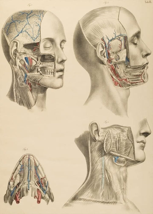 Vintage Anatomy 'The Human Head and Neck', Plate 2, from 'Lehrbuch der vergleichenden Anatomie', Germany, 1878, Anton Nuhn, Reproduction 200gsm A3 Vintage Medical Poster