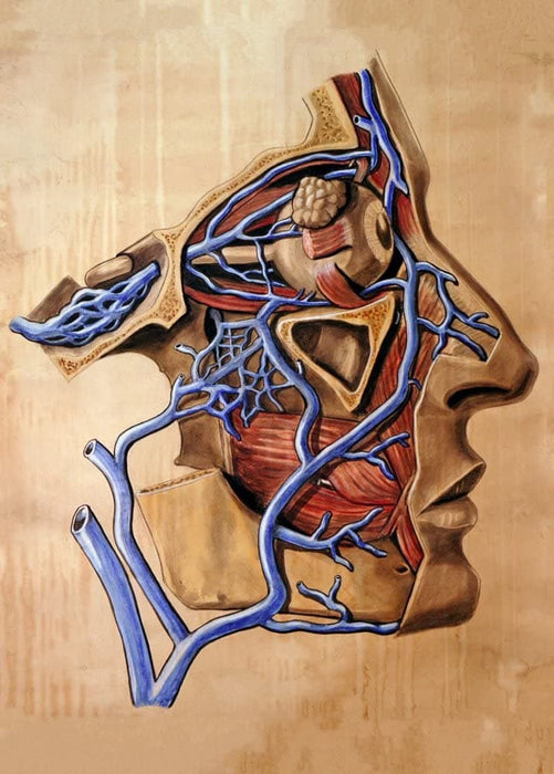 Vintage Anatomy 'Blood Vessels of The Face', 1900, Germany, Elisa Schorn', Reproduction 200gsm A3 Vintage Poster