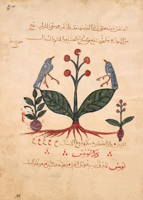 Vintage Anatomy 'Arabic Translation of 'The Dioscorides De Materia Medica', Verbascum Plants', Iraq, 13th Century, Reproduction Vintage 200gsm A3 Classic Anatomy Poster