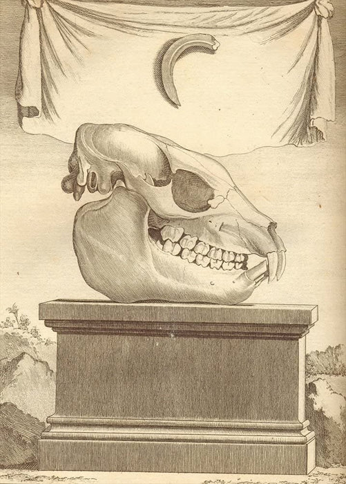 Vintage Anatomy 'Monkeys', Georges-Louis Leclerc Comte de Buffon, 19th Century, France, Reproduction 200gsm A3 Vintage Poster