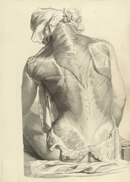 Vintage Anatomy 'Muscles of The Back', from 'Anatomia Humani Corporis', 1685, Netherlands, Govard Bidloo, Gerard de Lairesse, Reproduction 200gsm A3 Vintage Medical Poster
