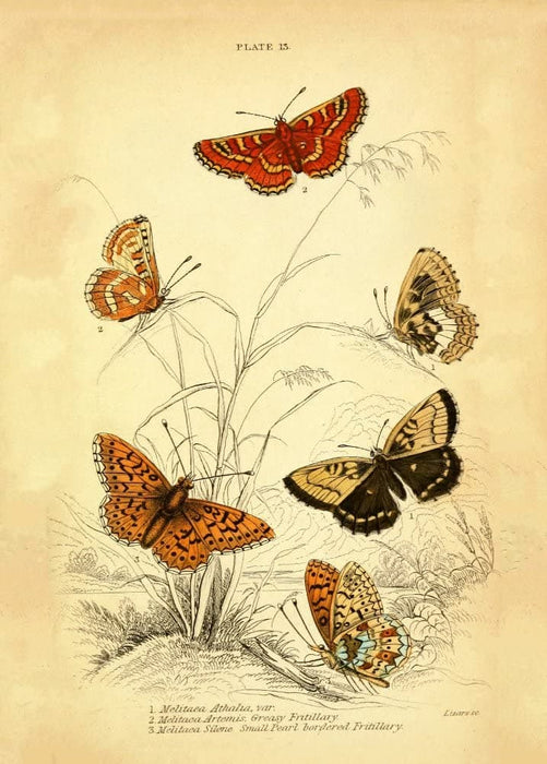 Vintage Lepidopterology 'British Butterflies, Plate Thirteen', Reproduction 200gsm A3 Vintage Butterfly Poster