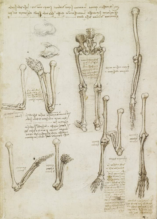 Vintage Anatomy 'Arm and Leg Bone Structure', Leonardo da Vinci, 14-15th Century, Italy, Reproduction 200gsm A3 Vintage Medical Poster